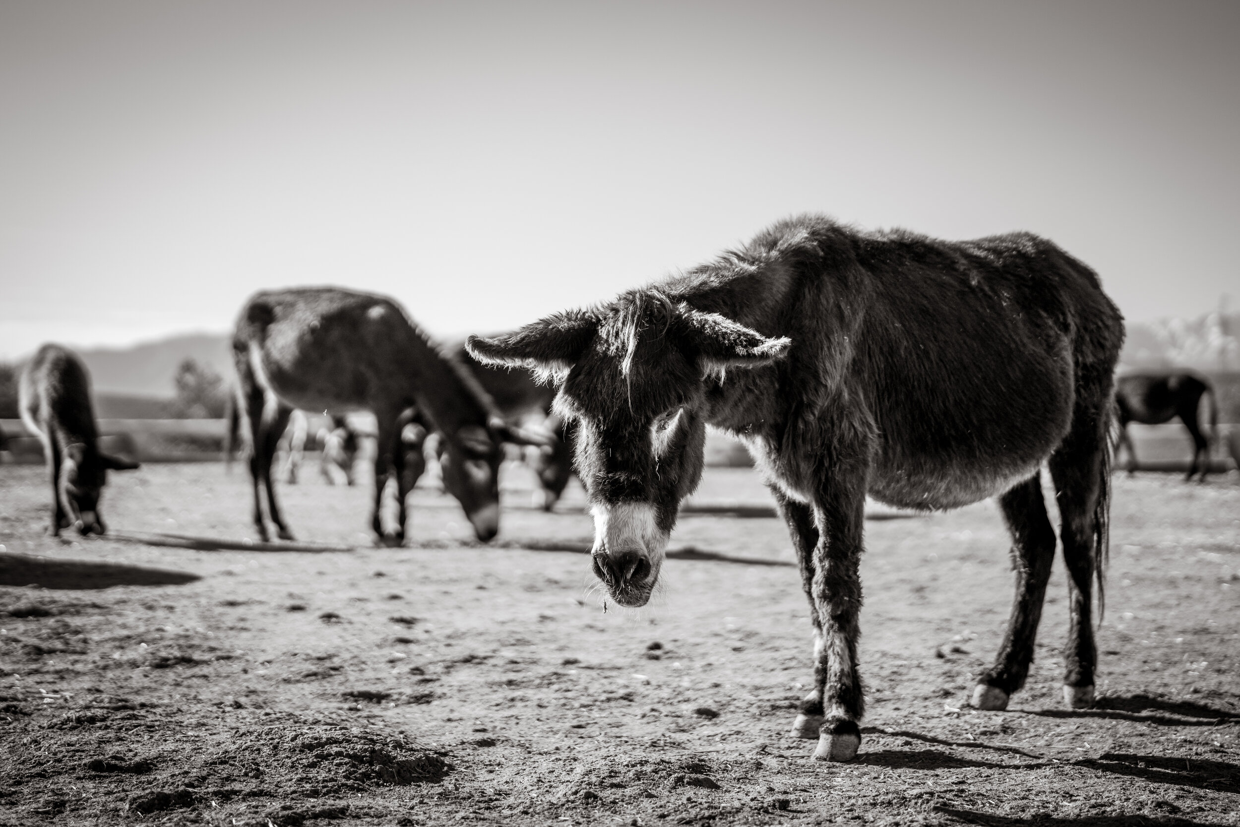 A herd of donkeys grazing, one looking directly at the camera