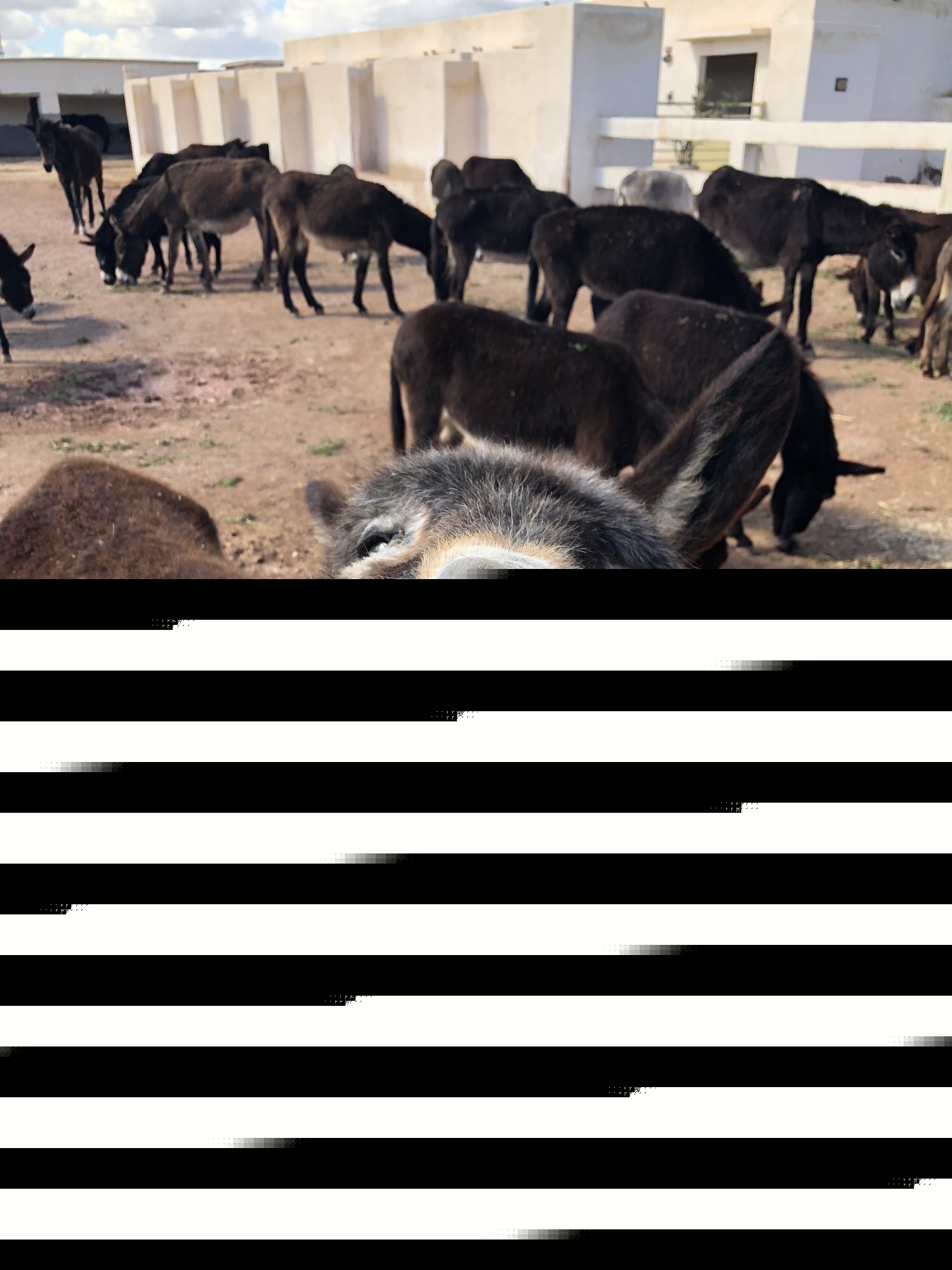A donkey braying, full of character, with the herd behind