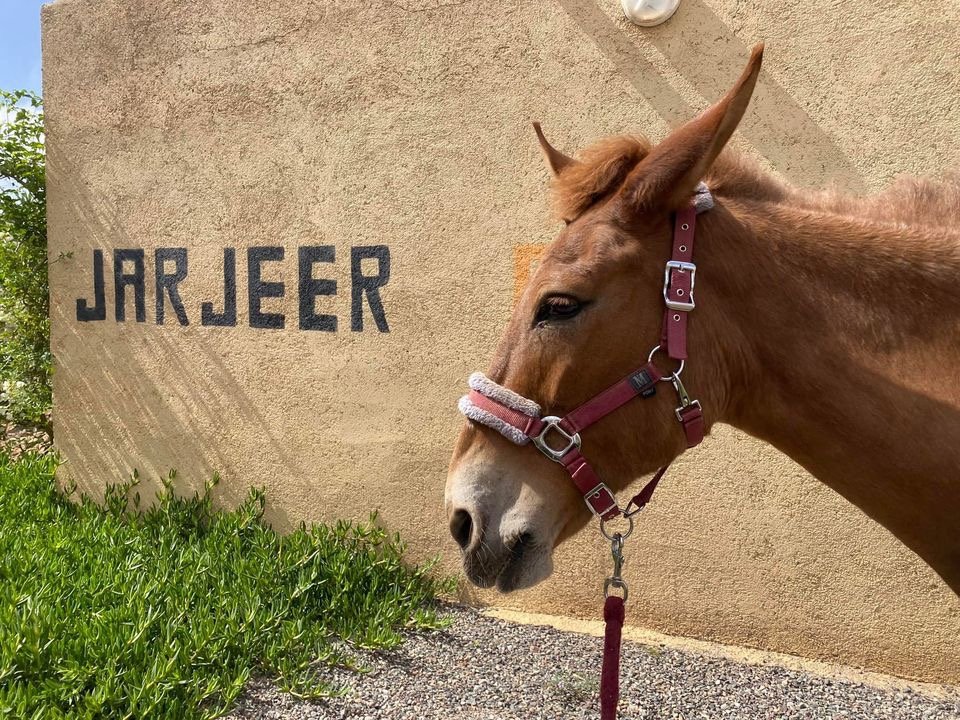 A chestnut mule standing beside a mud wall at the refuge with the word JARJEER painted on it, grass growing along the foot of the wall