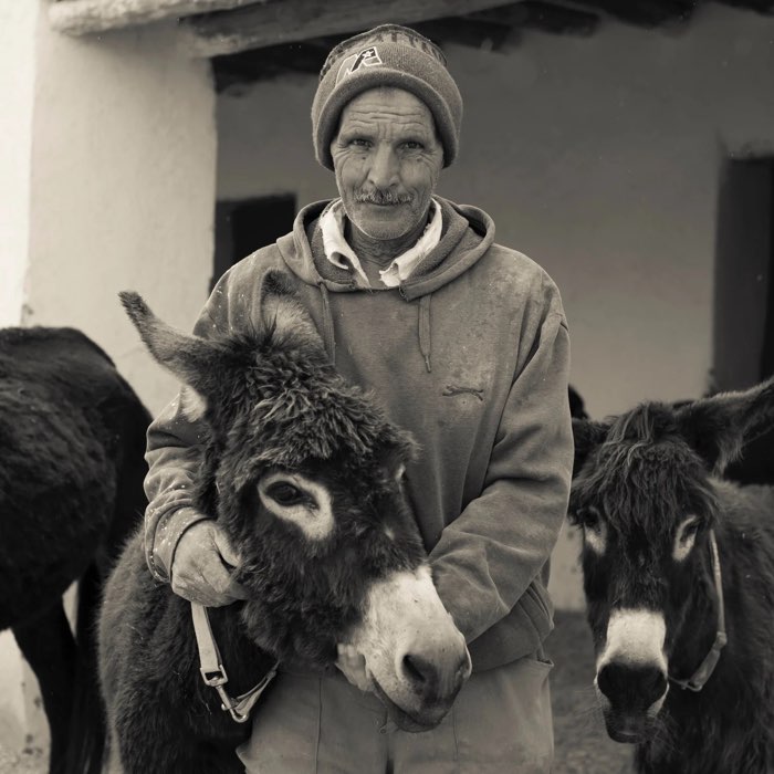 A carer holding a donkey close at the Jarjeer refuge